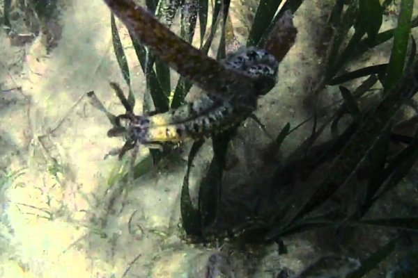 Krakin13 at